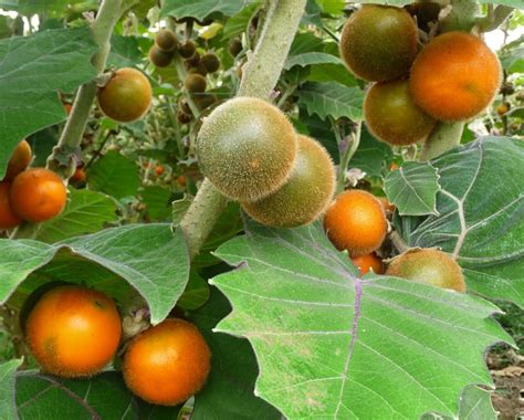 Solanum quitoense .